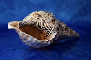 Trompeta Seashell: Concha natural de la reina de Vietnam, ideal para una decoración elegante del hogar y piezas de exhibición fáciles de usar - Product Image 6