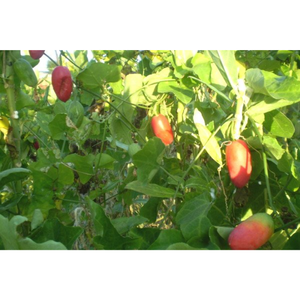 Annona Glabra seca de alta calidad de Vietnam, producto agrícola de primera calidad a la venta - Product Image 1