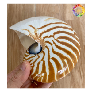 Nautilus Shell decorativo, Nautilus Shell Beach Decor, Nautilus Shell pulido para diseño de interiores y joyería - Product Image 5