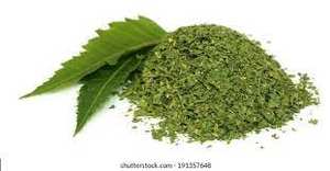 Hojas Secas de Neem Indio Más Vendidas en Corte para Té, Proveedor de Hojas Secas de Neem para Extracto Herbal - Product Image 5