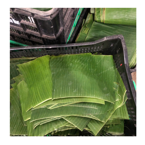 Hoja de plátano congelada a granel, hoja de plátano congelada procesada limpia, ideal para servicio de alimentos y decoración culinaria - Product Image 1