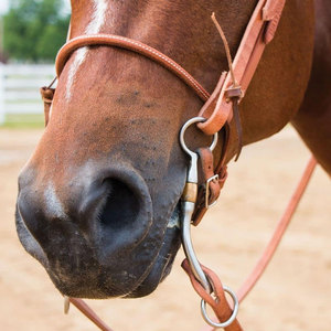 Double S Roulé Nez Caveson Chevaux Culotte Premium Hand Rubbed Harness Leather Adjustable Fit Horse Training Aid Targets - Product Image 5