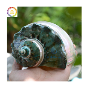 Carcasa de mar brillante con carcasa Turbo verde grande para diseño de interiores y uso de pantallas en Vietnam - Product Image 6