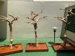Ramas de madera de café natural para pajareras, hechas en Vietnam, duraderas, ecológicas, adorno para mascotas. - Product Image 4