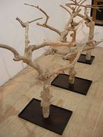 Articles chauds 2025 bois de Java naturel (bois de café) perchoir d'oiseau pour le contact en gros WhatsApp: + 84 937 545 579