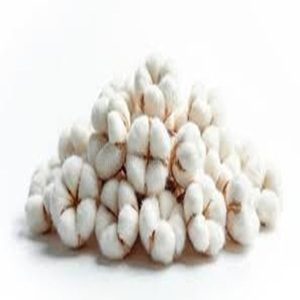 Fibre de coton brut de qualité supérieure disponible à des prix compétitifs - Product Image 4