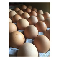 Œufs de poule bruns frais - Qualité de grade A - Origine Brésil - Service OEM/ODM