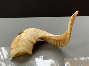 เขาแกะแท้ ขัดเงาธรรมชาติ สำหรับตกแต่งและงานฝีมือ คุณภาพสูง - Product Image 3