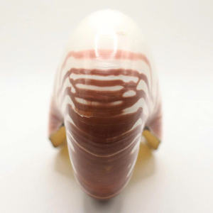 Acento decorativo Nautilus Shell para diseño de interiores y uso artístico por 99 Gold Data Vietnam Exporter - Product Image 5