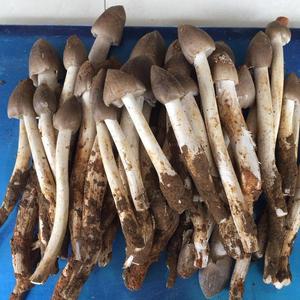 เห็ดปลวกดำ 100% ธรรมชาติ เห็ดปลวกดำสด คุณภาพดี บำรุงสุขภาพ ผลิตในเวียดนาม ราคาถูกที่สุด - Product Image 5