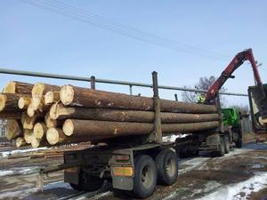 High-Strength Construction Grade Raw Pine Logs Water Resistant 20cm40cm for Sale - Product Image 5