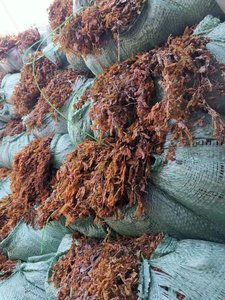 Algas Sargassum secas de alta calidad del océano de Vietnam a granel Tipo crudo Buen precio Contacto Ms Lily - Product Image 6