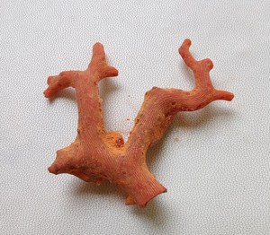 Bâton de corail italien brut non poli, 49x32mm, pierre précieuse de corail rouge, 32 carats, bâton brut naturel, pierre précieuse de bâton rouge sang - Product Image 4