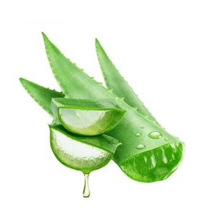 Polvo de Aloe Vera Orgánico Silvestre, Extracto Natural de Plantas, Grado Alimenticio para Bebidas y Suplementos, Proveedor de Exportación a Granel, Tailandia - Product Image 5