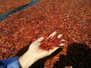 Producteur vietnamien fournissant du piment séché pour le commerce d'exportation avec une qualité contrôlée et un grade uniforme de piment séché - Product Image 2
