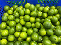 Citrons verts frais sans pépins du Vietnam saveur juteuse et acidulée de qualité supérieure emballés pour l'exportation en gros et au détail