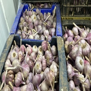 High Quality Fresh Peeled Garlic Cloves Factory Selection Bulk Wholesale Price Vacuum Bag Packaging - Product Image 2