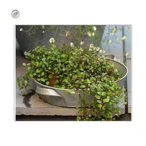 Elegante maceta de metal clásica La mezcla perfecta de elegancia y durabilidad para la decoración del hogar y el jardín - Product Image 1