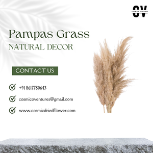 หญ้าแพมพัสขายส่งคุณภาพสูงสําหรับตกแต่งกิจกรรมโฮมออฟฟิศการจัดดอกไม้แห้งงานฝีมือ DIY - Product Image 3