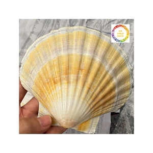 Conchas de vieiras reales de Vietnam seleccionadas a mano por su calidad, ideales para proyectos de arte de decoración náutica o colecciones de conchas - Product Image 6