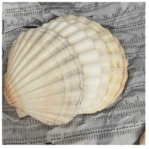 COQUILLES DE SAINT-COQUILLE POLI ET NETTOYÉES POUR BOÎTE CADEAU SAVON AFFICHAGE ART ARTISANAT OU PRÉSENTATION ALIMENTAIRE - Product Image 6