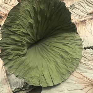 Fournisseur digne de confiance feuilles de lotus séchées feuille d'herbes sèches à usages multiples pour boisson de désintoxication - Product Image 6