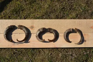 Paire de cornes de bélier naturelles fabriquées à la main avec finition polie pour la décoration et l'affichage traditionnels de la maison à un prix abordable - Product Image 2