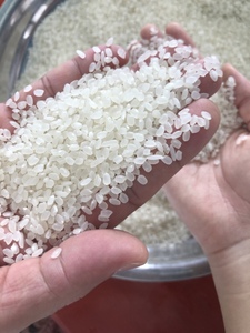 Vietnamita japonés de alta calidad Blanco Japonica Sushi corto arroz Vilaconic fábrica mercado de la UE + 84398885178 - Product Image 3