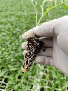 Factory Direct selling raw sphagnum peat moss <b>for</b> seed germination <b>plant</b> <b>propagation</b> seedling tray - Product Image 3