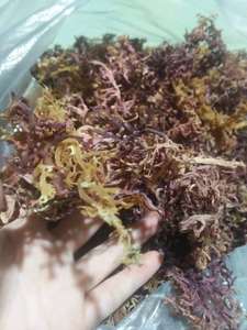 VIETNAM SUPPLIER BULK <b>DRIED</b> COTTONII SEAWEED INCLUDING SAGASIUM SEA <b>MOSS</b> <b>DRIED</b> SEA <b>MOSS</b> CHEAP SALE IRISH SEA <b>MOSS</b> - Product Image 3