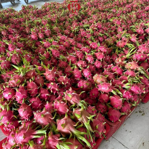 Verse Rode Drakenvrucht Vietnam Verse Tropische Fruit Export Kwaliteit Bulk Levering voor Groothandel in Vers Fruit