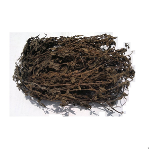 ใบเจลลี่หญ้าแห้งแบบพรีเมี่ยมส่วนผสมจากธรรมชาติสำหรับระบายความร้อนของหวานสมุนไพรและเครื่องดื่มเยลลี่สีดำเอเชียจากเวียดนาม - Product Image 1