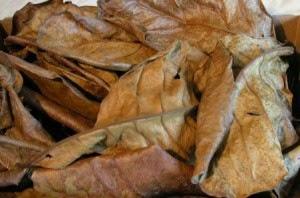 Erminalia atappa: nlock the ototencial of our quarium ater - Premium Products for iively ququarium ish - Product Image 3