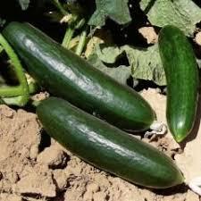 Semi di 500 biologici naturale Antalya campo aperto di mandorle semi di cetriolo