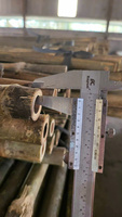 2025 HD matières premières de bambou de haute qualité du Vietnam les meilleurs poteaux de bambou de qualité pour un usage agricole
