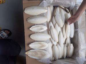 Os de seiche du Vietnam : solution d'approvisionnement en vrac offrant des prix de gros raisonnables et une offre prête à l'exportation - Product Image 2