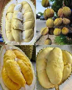 Durian fresco de la mejor calidad al por mayor y fruta congelada de Durian con precio de fábrica a la venta - Product Image 5