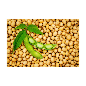 Soja de qualité supérieure en vrac pour l'exportation en gros – Produit agricole de qualité export - Product Image 4