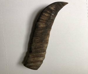 Corne brute de buffle naturel et pointes de corne couleurs noires et naturelles disponibles tailles personnalisées approvisionnement en vrac pour l'artisanat et les accessoires - Product Image 2