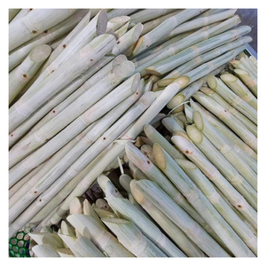 Caña de azúcar congelada de aroma fresco de alta calidad de Vietnam, caña de azúcar congelada de primera calidad Ideal para servicio de alimentos y canales de exportación - Product Image 1