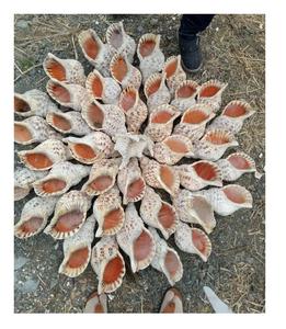 วัสดุเปลือกหอยเคลือบเงาสำหรับเป็นของขวัญของที่ระลึกงานหัตถกรรมเปลือกหอยธรรมชาติสำหรับตกแต่งผู้ผลิตในเวียดนาม - Product Image 1