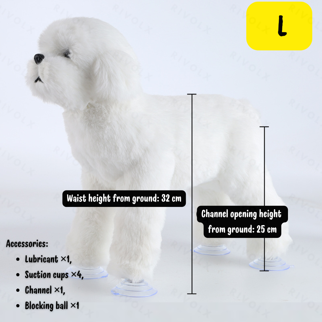 Bichon blanc L