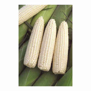Maíz blanco no GMO secado al aire/granos de maíz blanco precio barato - Product Image 1