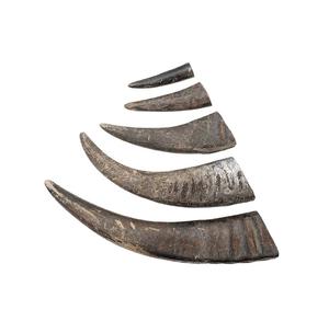 Bulk Buffalo Horns for Sale Perfect for Artisans <b>Craft</b> <b>Supplies</b> Knife Makers and Home Decor Enthusiasts - Product Image 1