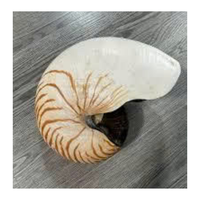 Vietnam Nautilus Shell pour les boutiques de cadeaux Fournitures d'artisanat et conception côtière par 99 Gold Data Manufacturer