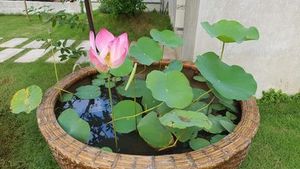 Barco de bambú resistente y duradero/coracle 100% bambú natural de Vietnam para decoración o centros turísticos - Product Image 2