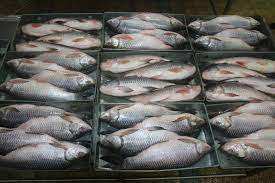 Poisson Rohu Congelé de Qualité Supérieure, Faible Teneur en Sel et en Glucides, Procédé BQF, à Vendre - Product Image 4