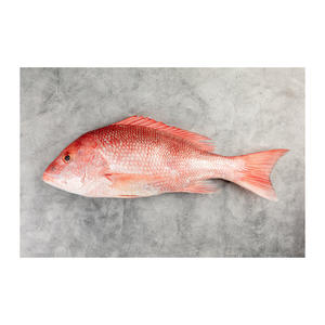 Poisson rouge congelé de haute qualité prêt pour la vente en gros aux distributeurs et aux détaillants - Product Image 6