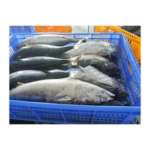 Atún bonito congelado a bajo precio, suministrado en calidad de exportación para un rendimiento confiable - Product Image 6