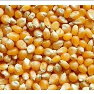 Maíz amarillo no GMO de la India, maíz amarillo seco para alimentación Animal, venta al por mayor
